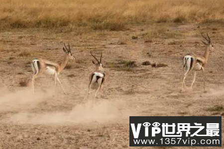 汤普森瞪羚速度有多快，时速96公里的世界第二快的动物