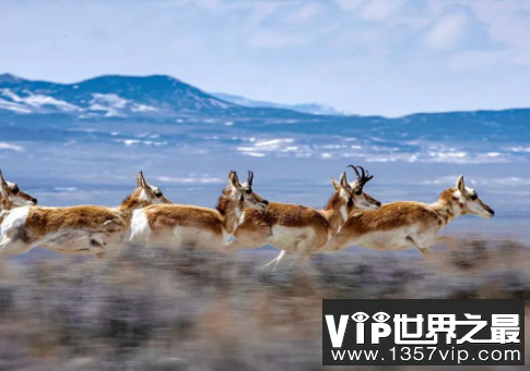 叉角羚的奔跑速度有多快，时速高达86公里(耐力强于猎豹)