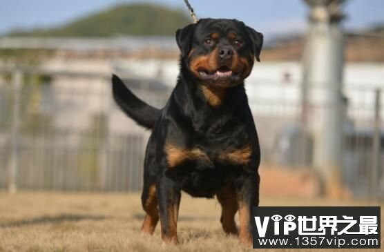 世界恶犬之罗威纳犬，兼具勇气与力量的犬种