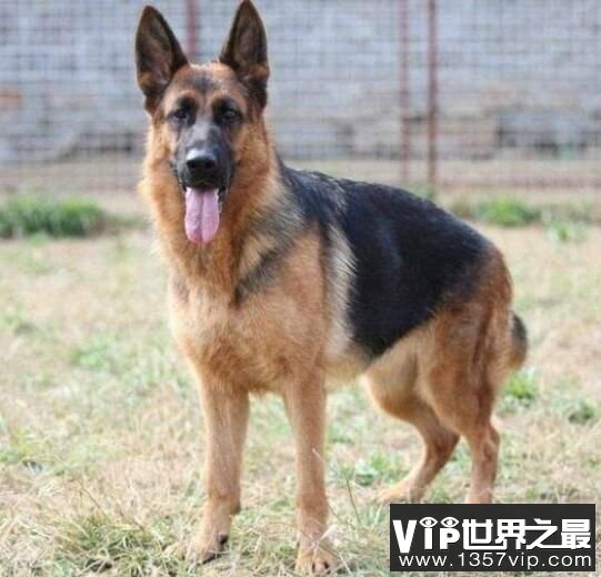 世界恶犬之德国牧羊犬，体型高大且外观威猛的犬种