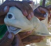 独眼鲨鱼真的存在吗，独眼鲨鱼的真实图片揭秘