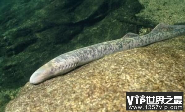恐怖的史前僵尸鱼：北极七鳃鳗，恐怖吸血过程让人望而生畏