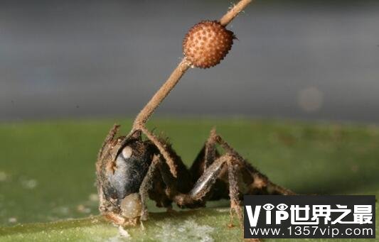 世界上最古老的僵尸蚂蚁，死于4800万年前的致命真菌