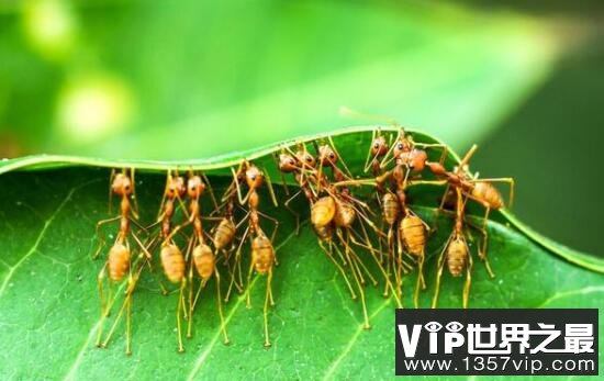 世界上最古老的僵尸蚂蚁，死于4800万年前的致命真菌
