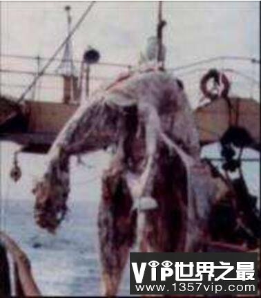 揭秘日本1977年海怪尸体事件，渔网中现“深海怪兽”(疑似远古蛇颈龙)