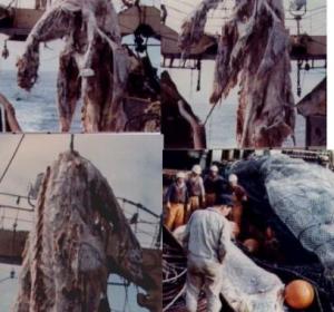 揭秘日本1977年海怪尸体事件，渔网中现“深海怪兽”(疑似远古蛇颈龙)