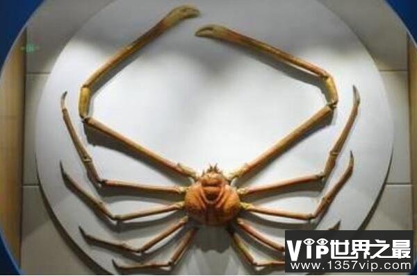 世界体型最大的十大螃蟹品种(5300tv.com)