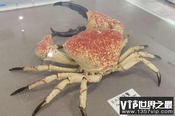 世界体型最大的十大螃蟹品种(5300tv.com)
