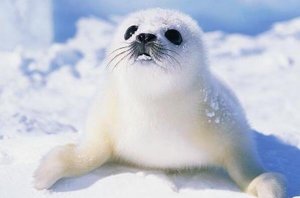 世界上十大最可爱的海洋生物 海獭上榜，第一主要生活在极地地区