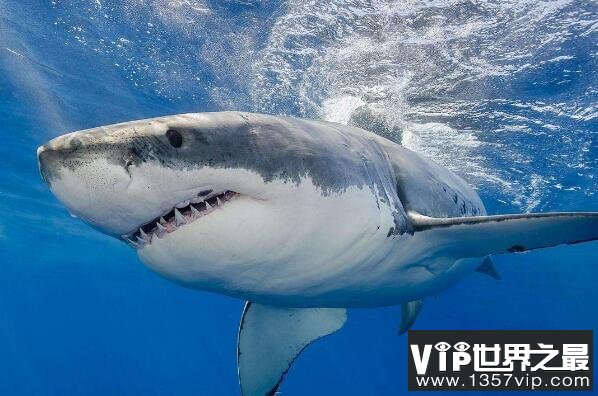 世界上十大最恐怖的鲨鱼(5300tv.com)