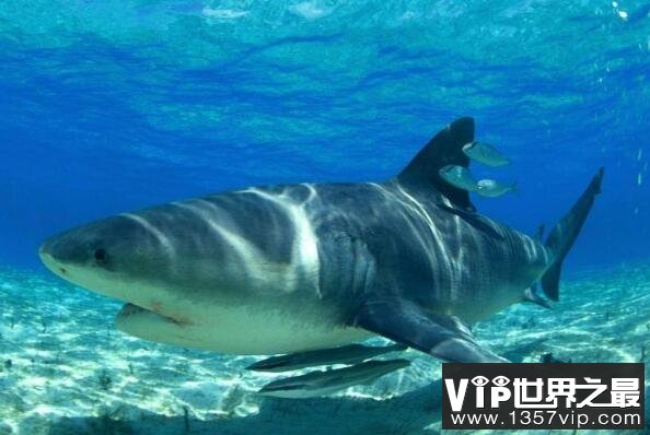 世界上十大最恐怖的鲨鱼(5300tv.com)