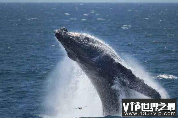 十大最大的海洋动物(5300tv.com)