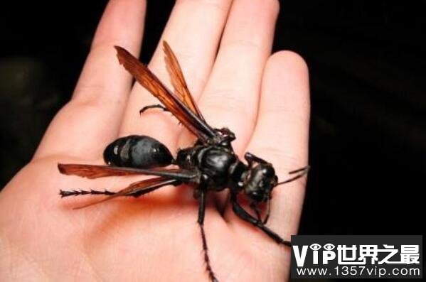 世界最可怕的十大昆虫(5300tv.com)