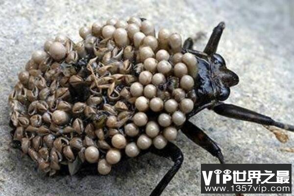 世界最可怕的十大昆虫(5300tv.com)