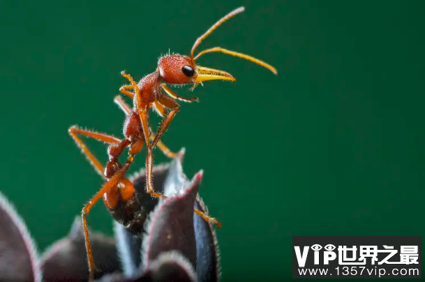 世界十大有毒蚂蚁，子弹蚁毒性最强，第三体型最大