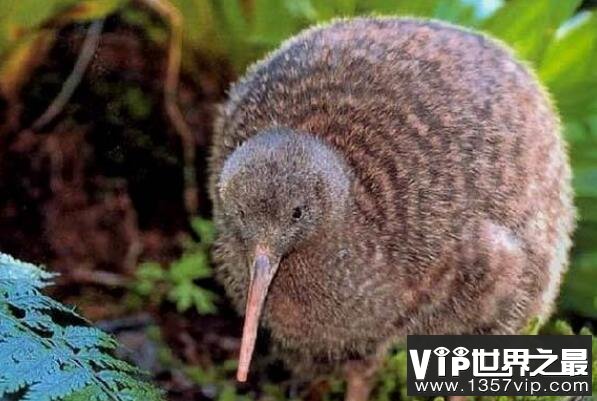 十大动物嗅觉排行榜，变温动物排第五，第三是新西兰国鸟