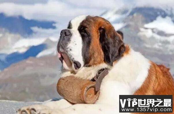 世界最大的狗十大排名 高加索犬上榜,第二是“拿破仑”(5300tv.com)