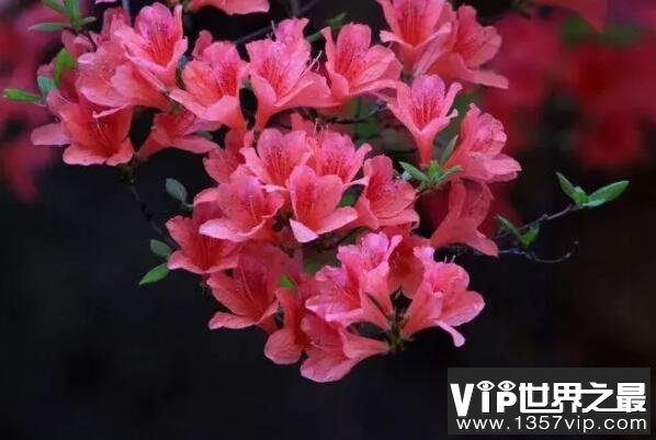 最名贵的十种花卉（5300tv.com）