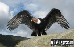 世界上最强大的鸟，安第斯兀鹰翅展达3米