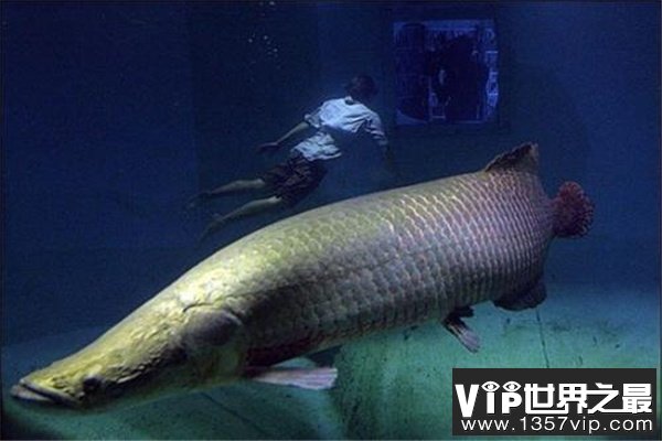 亚马逊河十大恐怖生物：黑凯门鳄居首，红腹食人鱼第八