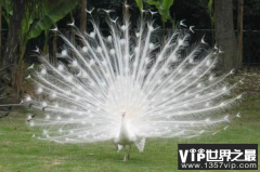 世界十大最美的鸟：天鹅上榜，白孔雀位列第一
