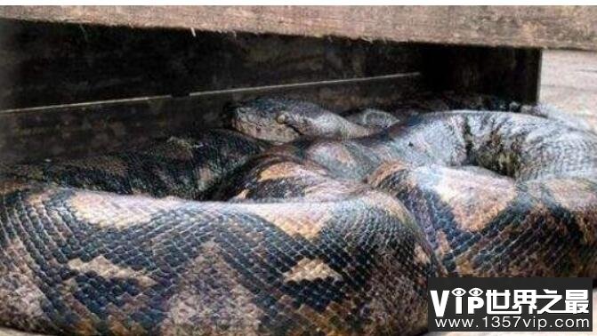 发现的世界上真正的第一巨蛇19米长轻松吞下一个人