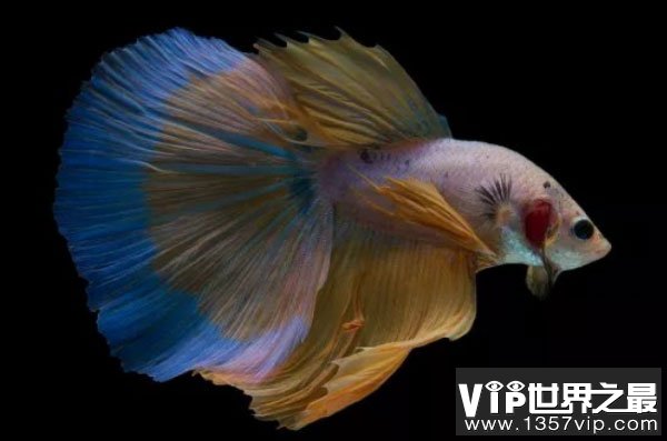 世界上外观最艳丽的鱼：泰国斗鱼