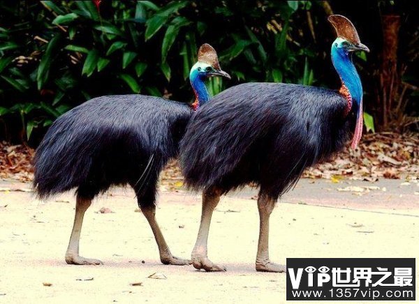 世界上性情最凶猛的鸟类：鹤鸵利爪可穿透厚木板