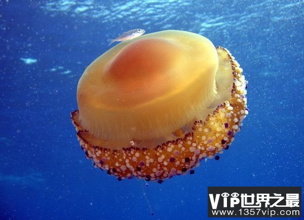 世界上最可爱的水母，蛋黄水母酷似荷包蛋