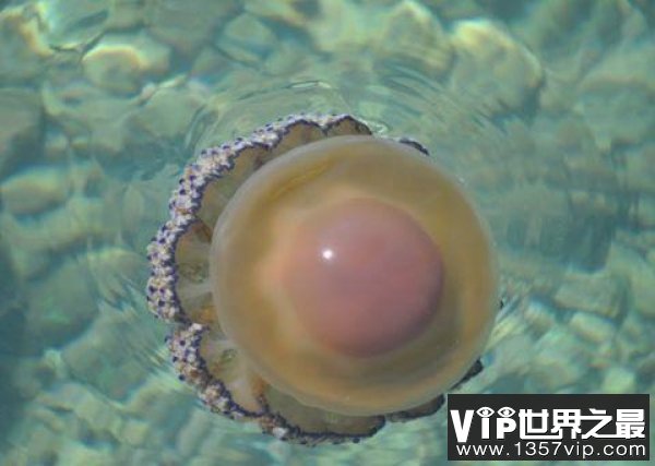 世界上最可爱的水母，蛋黄水母酷似荷包蛋