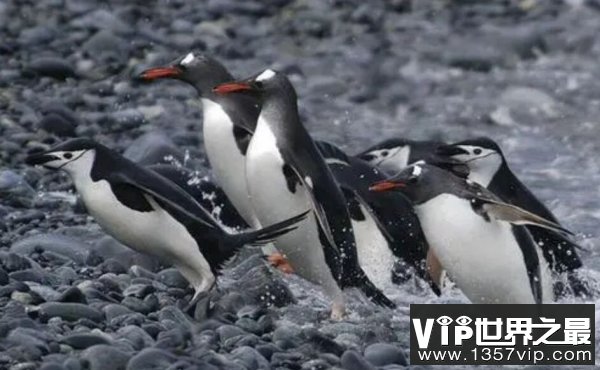 世界上游的最快的鸟：巴布亚企鹅