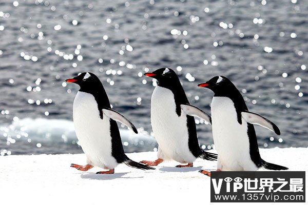 世界上游的最快的鸟：巴布亚企鹅