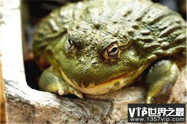 世界上最残忍的巨蛙：非洲牛箱头蛙体长可达30厘米