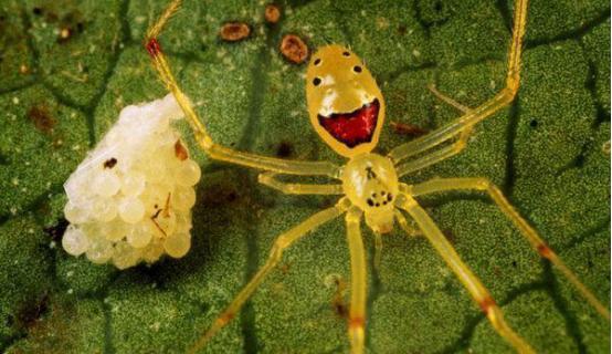 世界上最罕见的笑脸蜘蛛