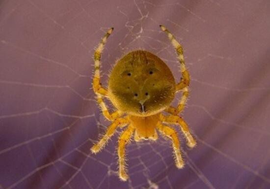 世界上最罕见的笑脸蜘蛛