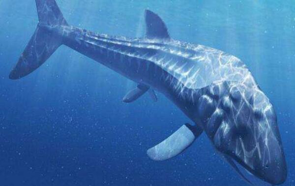 世界上最大的硬骨鱼类：利兹鱼
