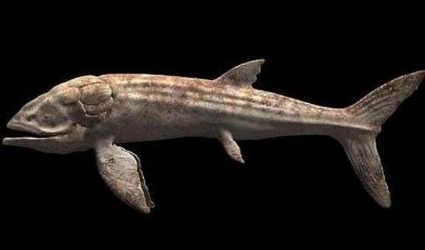世界上最大的硬骨鱼类：利兹鱼