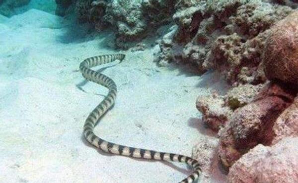 世界上最毒的蛇：贝尔彻海蛇