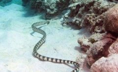 世界上5大最毒的生物：贝尔彻海蛇是最毒的蛇