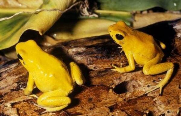 世界上最毒的青蛙：黄金箭毒蛙