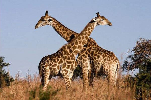 世界上最高的动物：长颈鹿