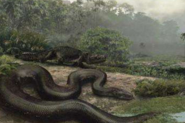 远古最大的蛇：泰坦蟒