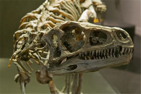 世界上最古老的恐龙
