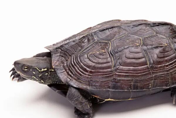 世界十大最稀有的乌龟品种