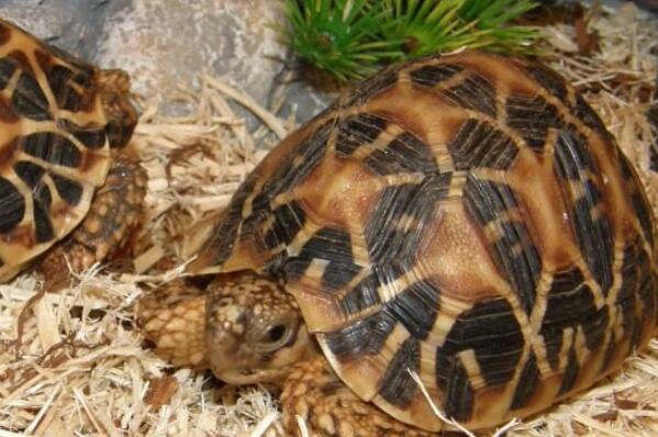 世界十大最稀有的乌龟品种