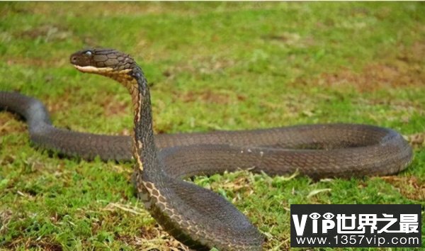 毒牙最长的蛇是什么蛇