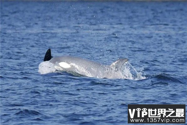世界上最稀有的虎鲸：白化虎鲸