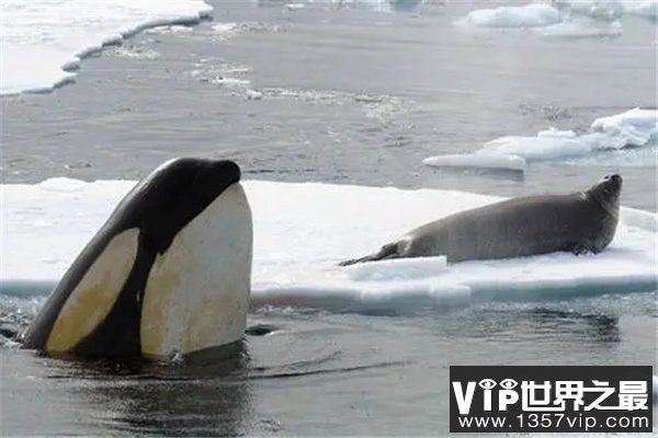 世界上最稀有的虎鲸：白化虎鲸