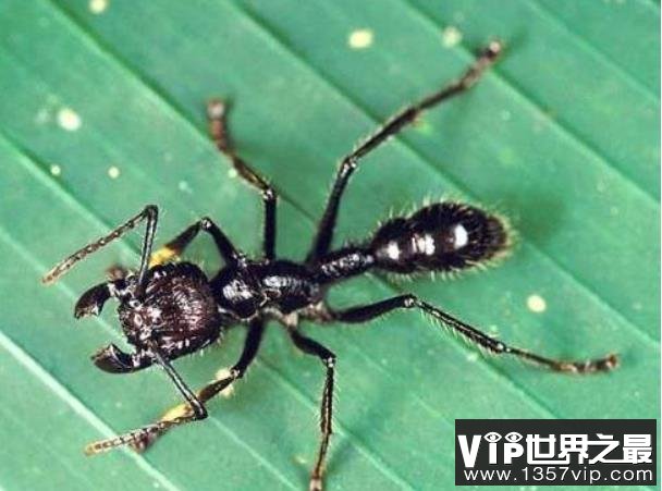 世界上咬人最痛的蚂蚁，子弹蚁