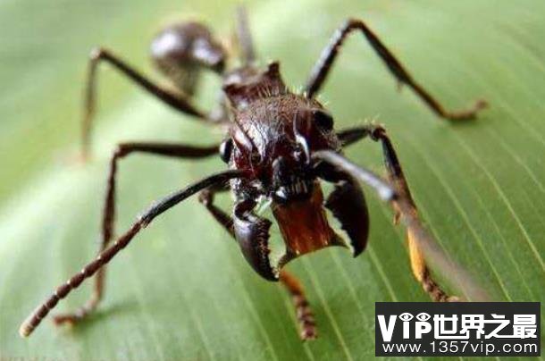 世界上咬人最痛的蚂蚁，子弹蚁